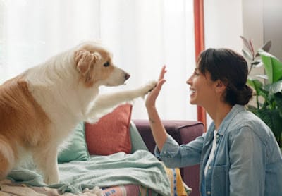Why You Should Get a Pet
