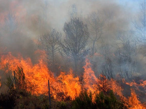 Talking to Kids About Wildfires